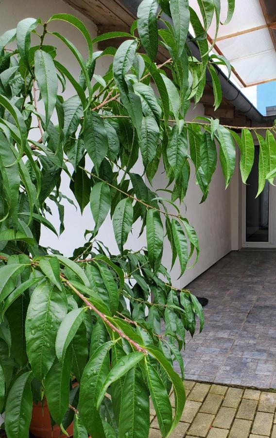 Apartman Stary Liskovec Apartment Brno Exterior photo